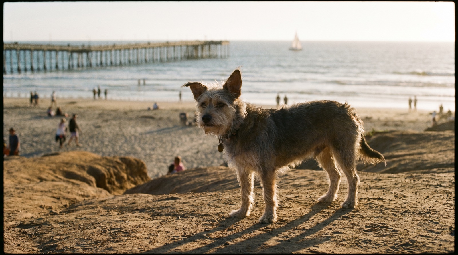 Editorial photograph of Dog in San Diego