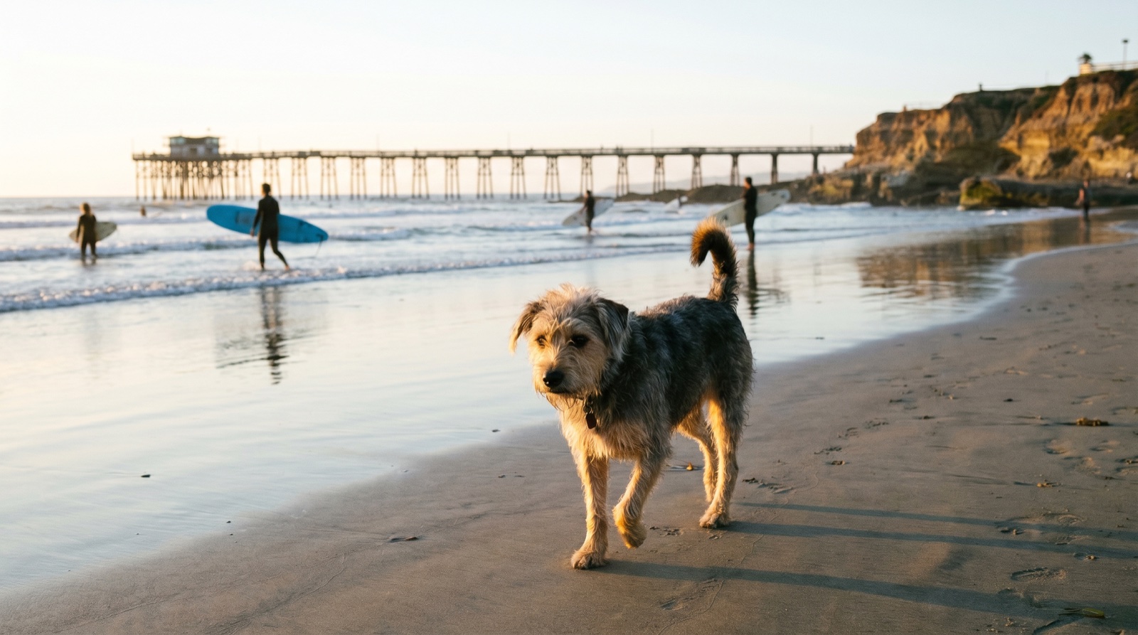 Editorial photograph of Dog in San Diego